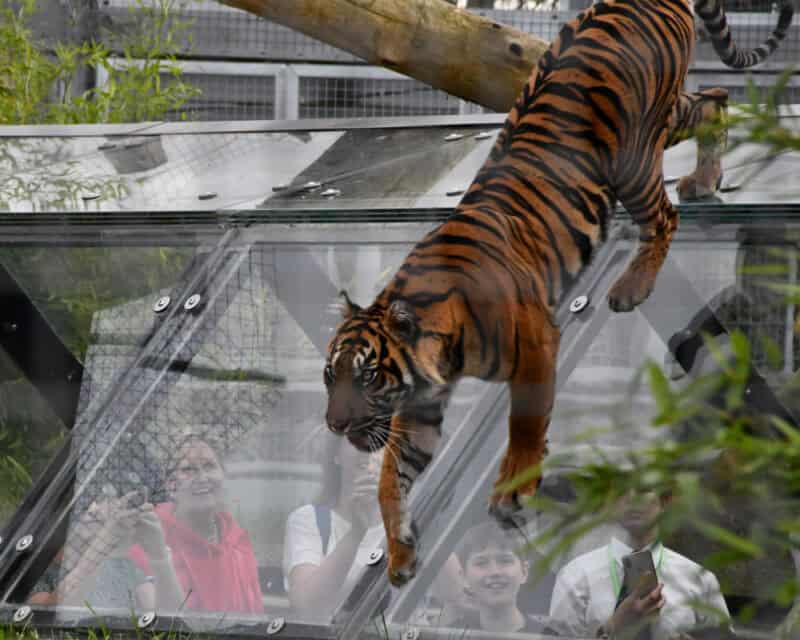 Twycross Zoo