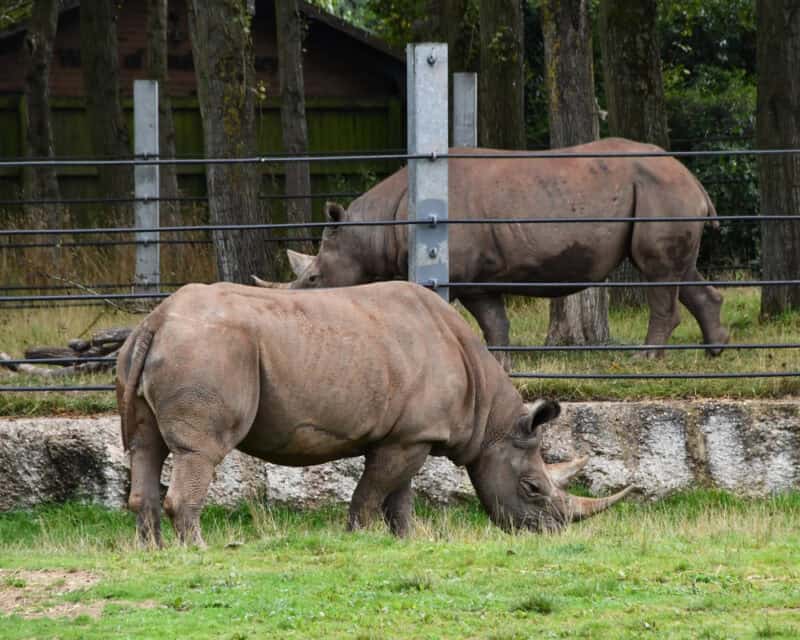 Twycross Zoo