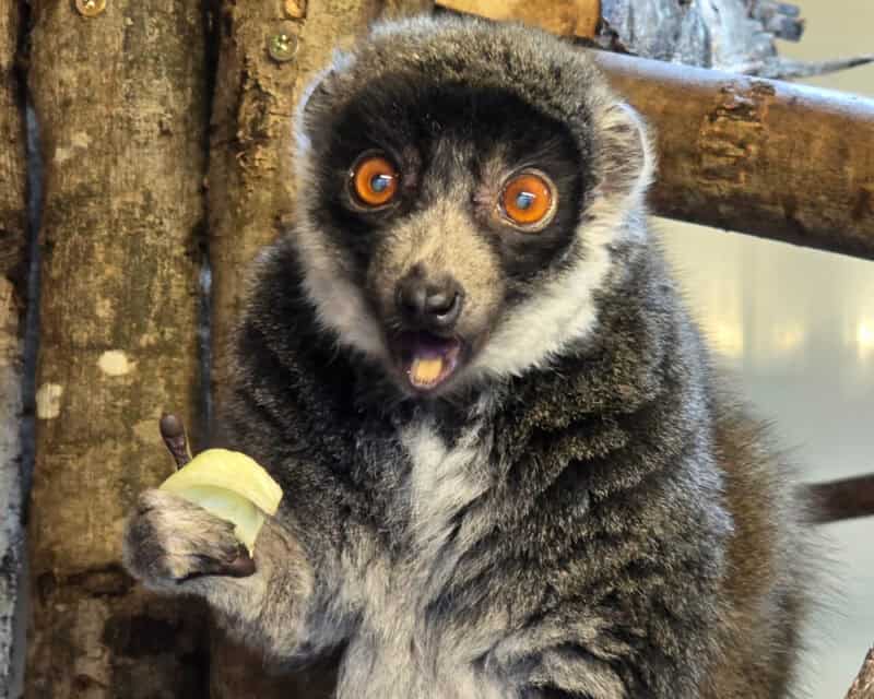 Twycross Zoo