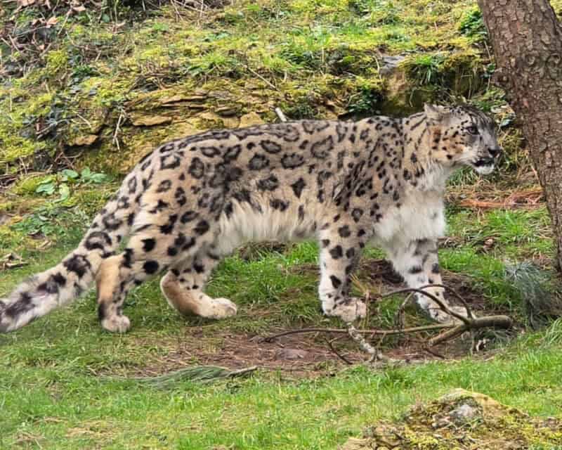 Twycross Zoo