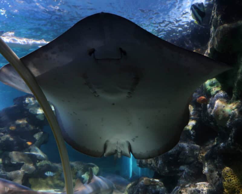 Sea Life Aquarium