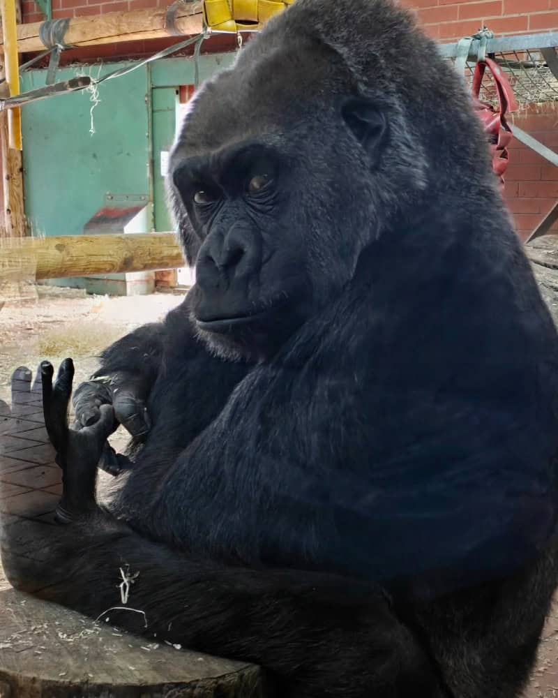 Twycross Zoo review