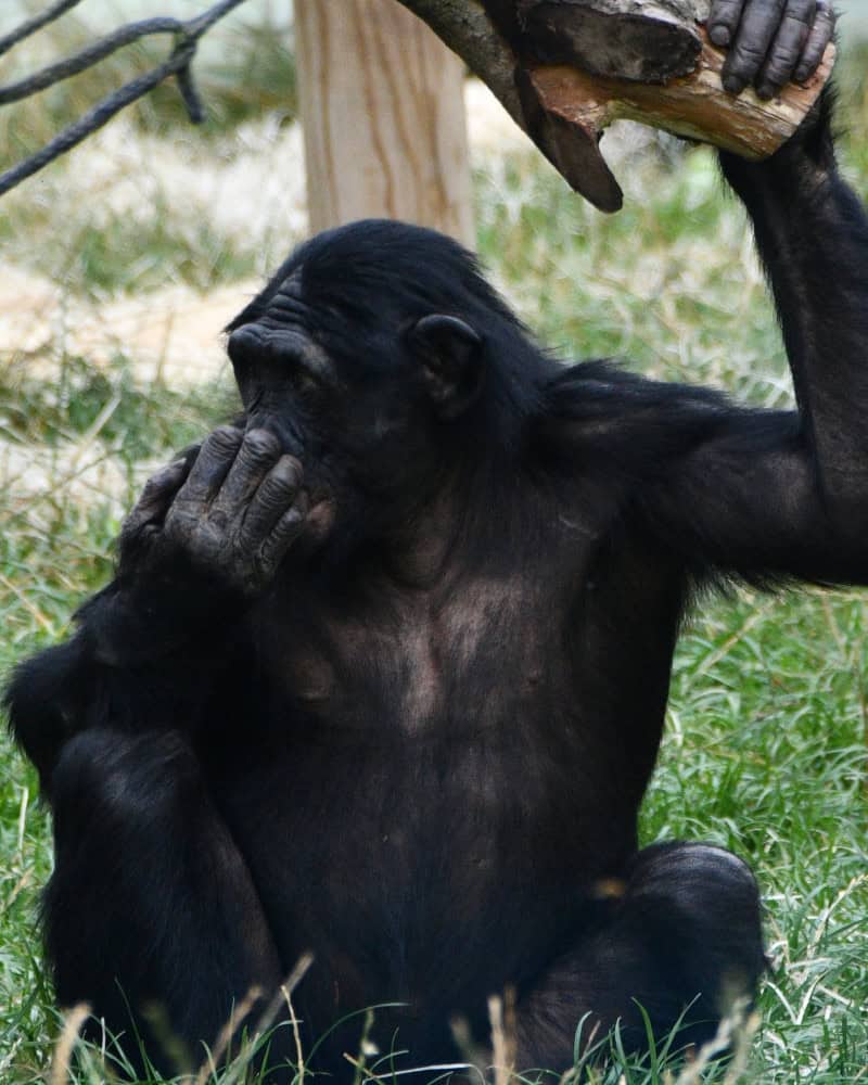 Twycross Zoo Review