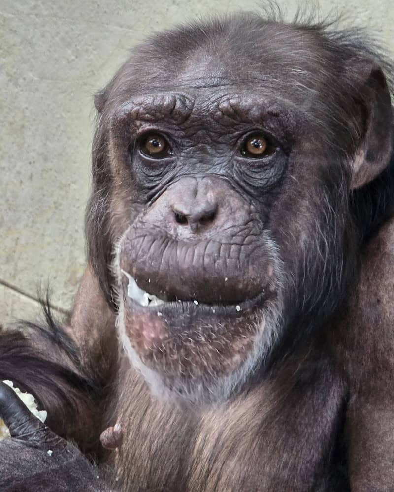 Twycross Zoo Review