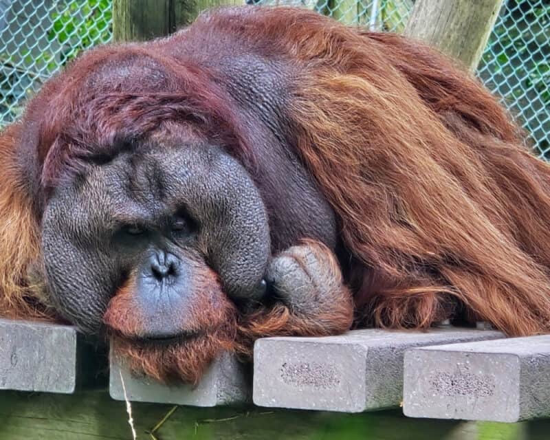 Orangutan Monkey World