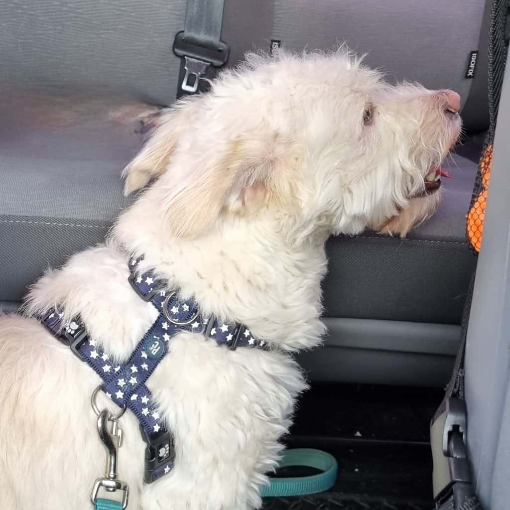 Five Signs Your Pet Is Overheating in the Car