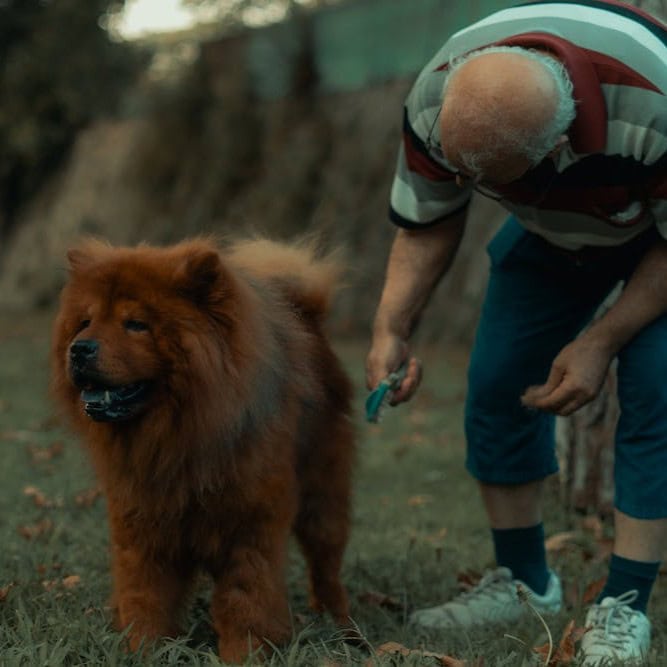 benefits of pets for seniors