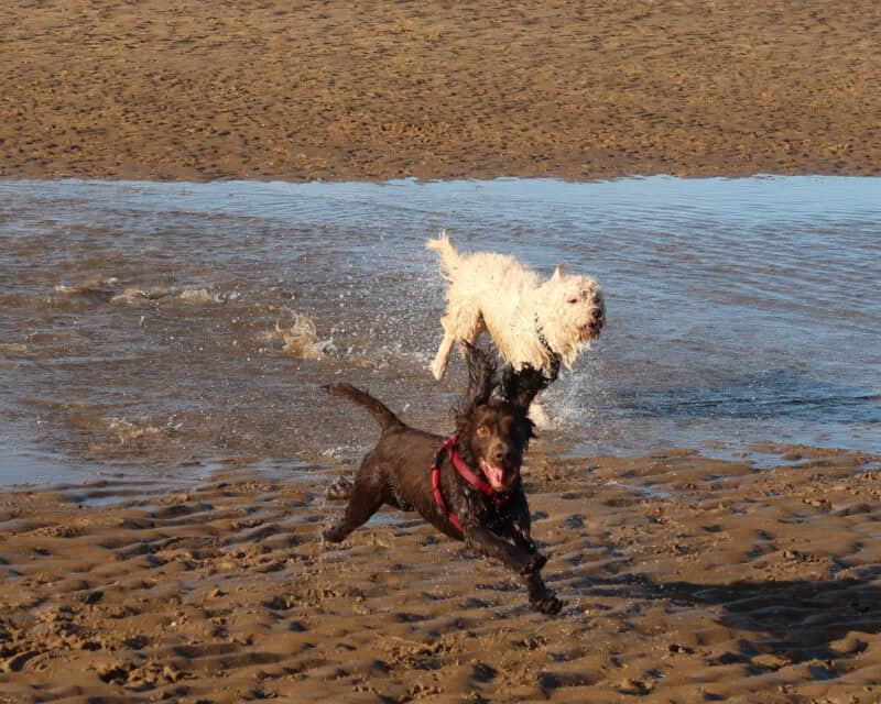 dog-friendly beach