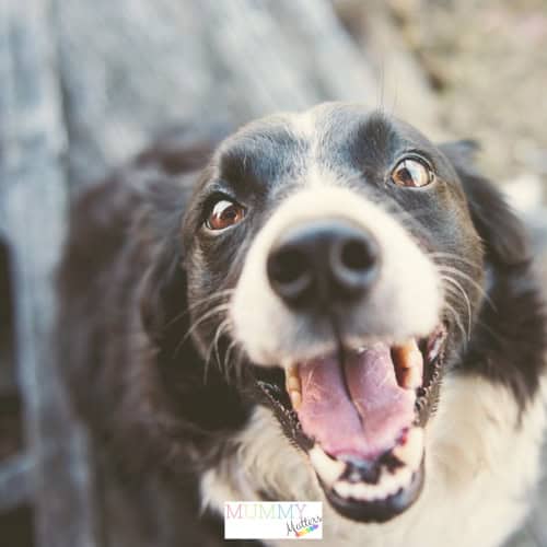 Hacks every dog owner needs