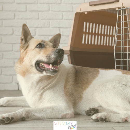 Safe pet relocation