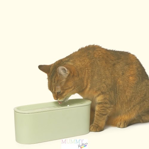 pet feeding station