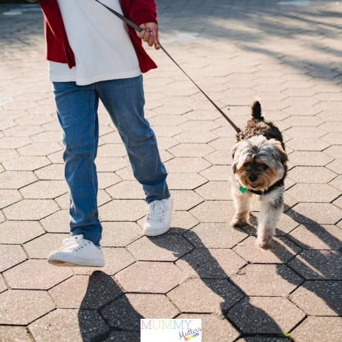 Be a better dog owner