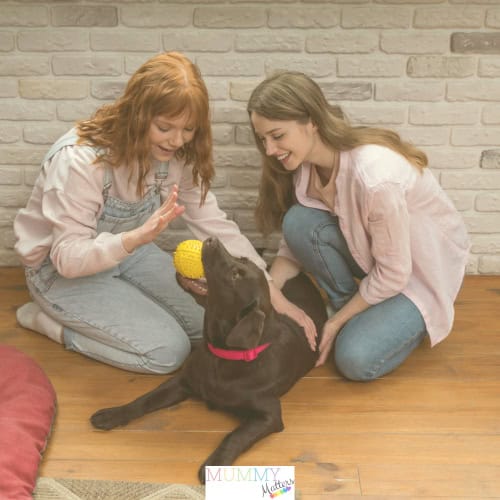 doggy daycare