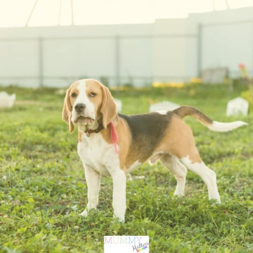 loyal dog breeds