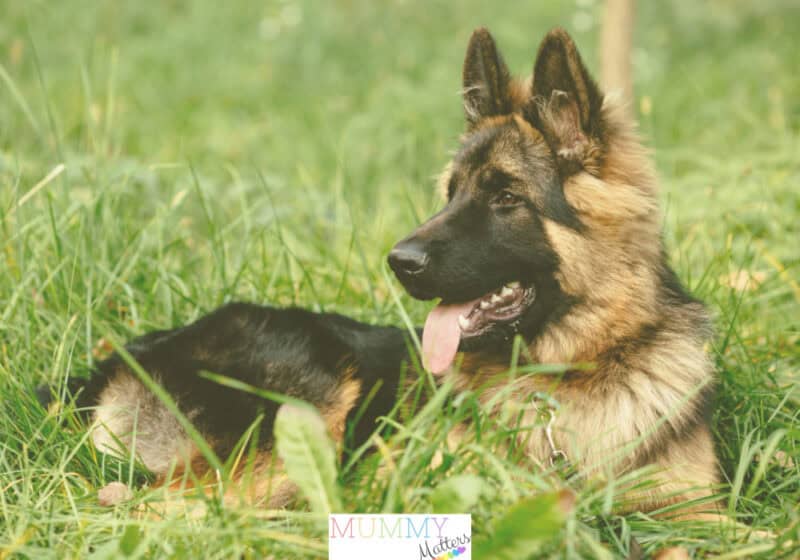 loyal dog breeds