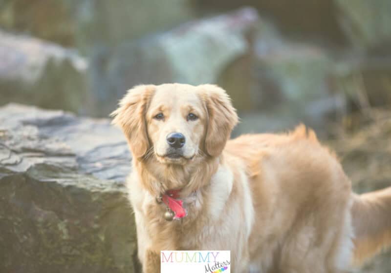 Labrador Retriever