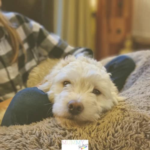 Strengthen Your Bond With Your Dog