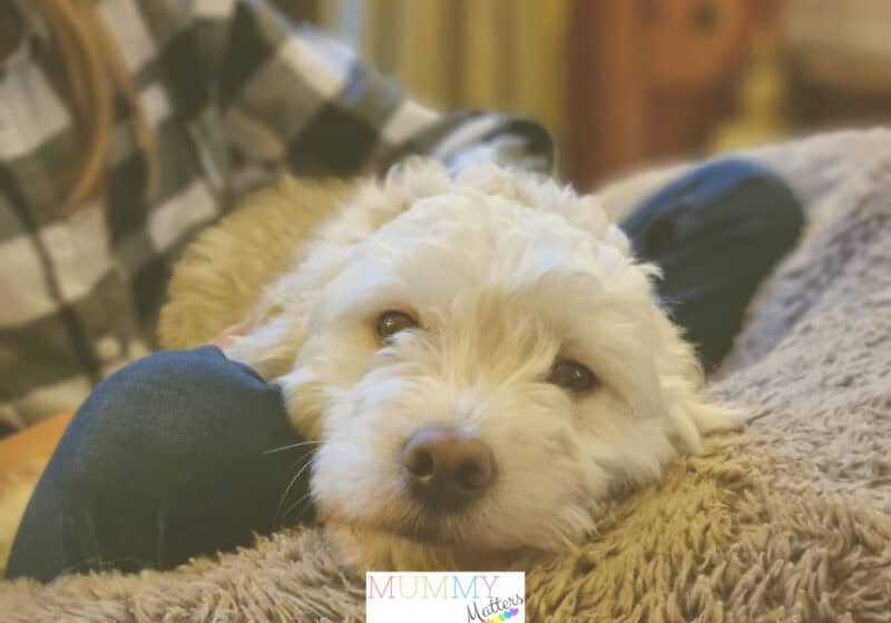 Strengthen Your Bond With Your Dog