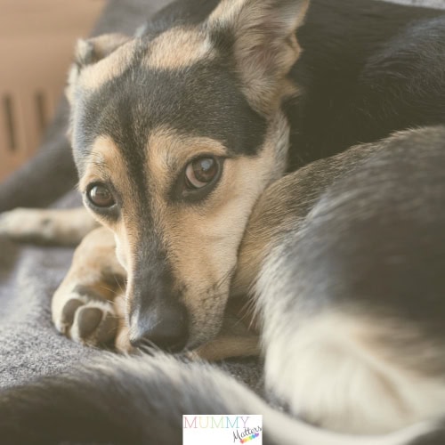 Why Do Dogs Lick Their Paws