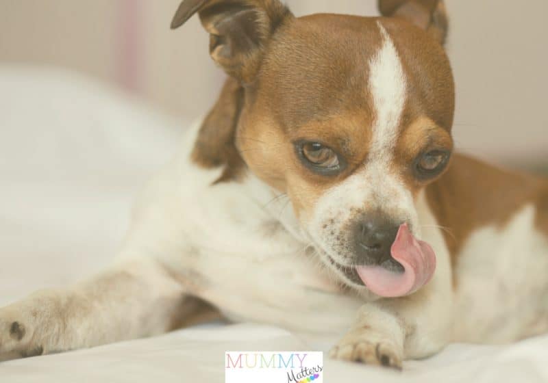 Why Do Dogs Lick Their Paws