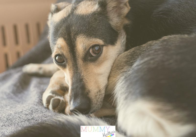 Anxious dog