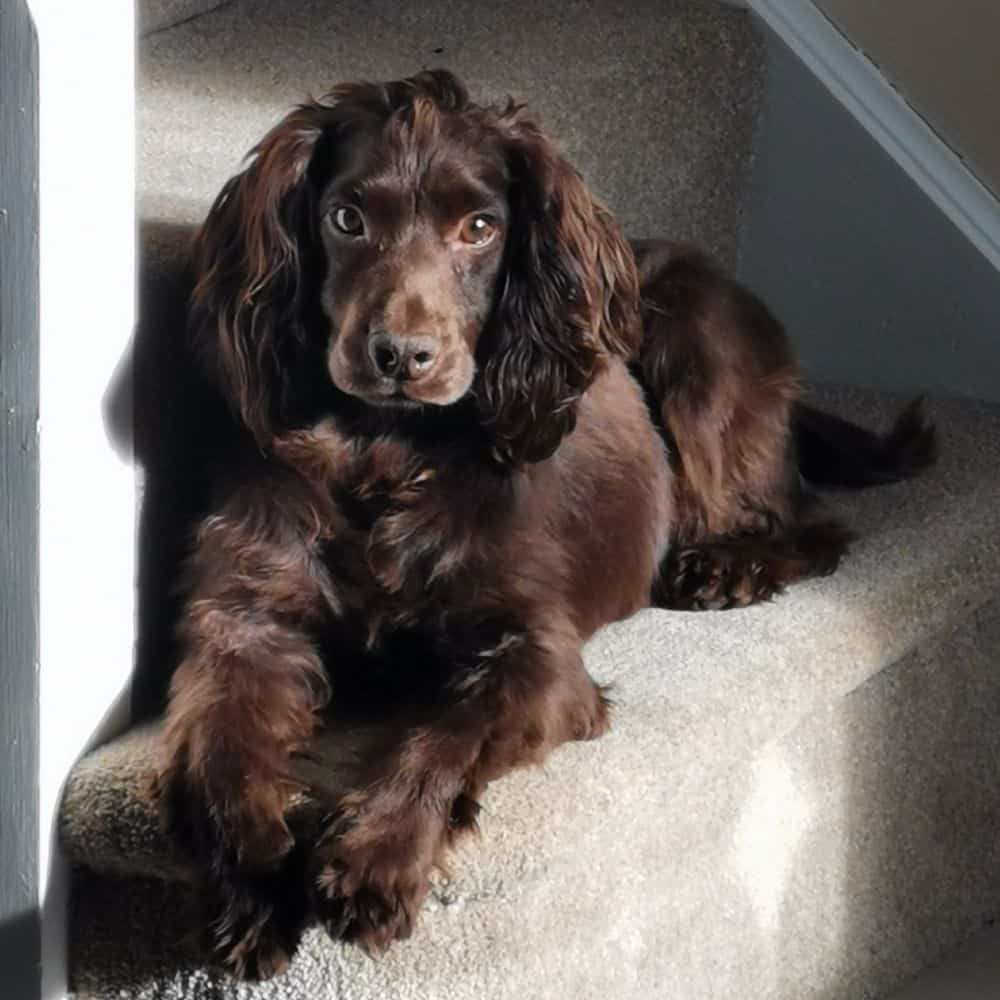 Losing our beloved dog Bramble