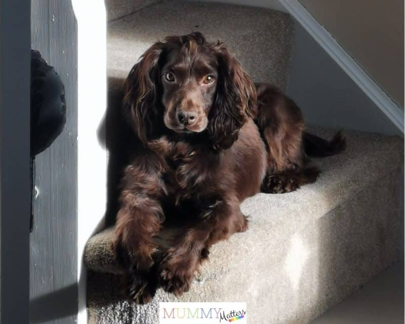 Our Bramble