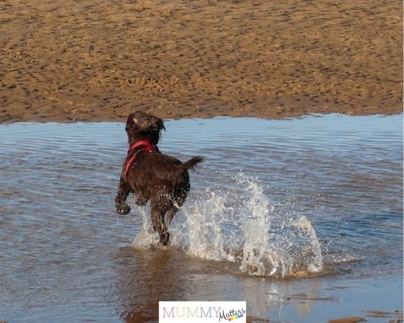 Run free Bramble