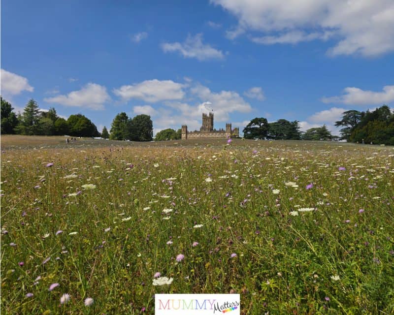 Wildflower meadow with Highclere Castle in the distance