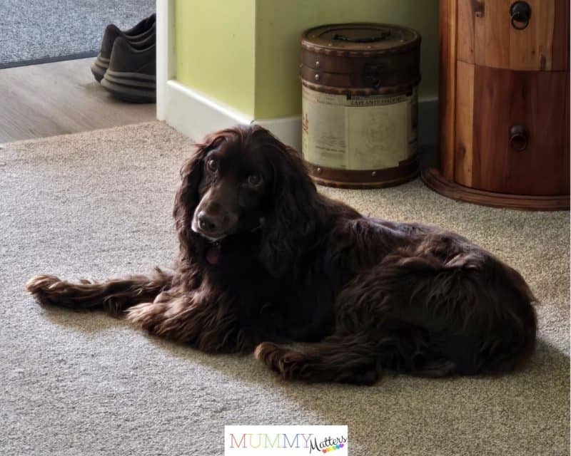 Losing Our Beloved Dog Bramble
