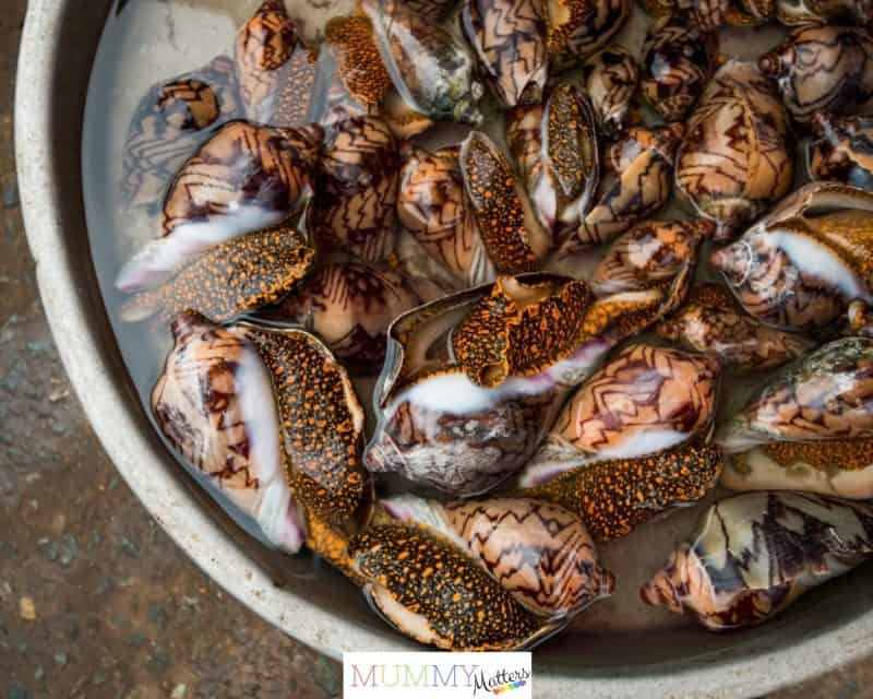 Live Shellfish overnight shipping