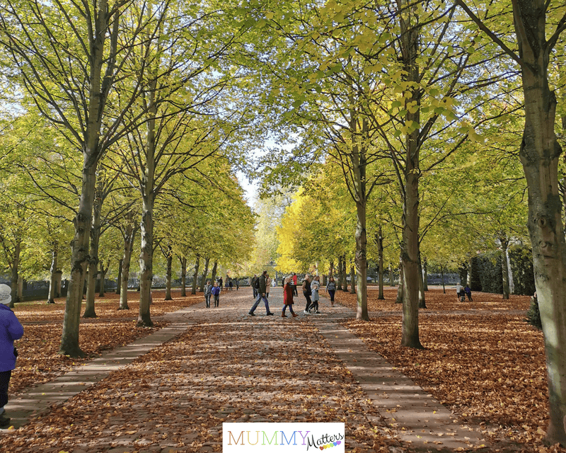 Autumn woodland walk with colourful fallen leaves