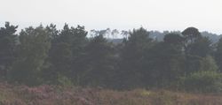 A misty woodland scene filled with lush trees and shrubs, reminiscent of the magical Hundred Acre Wood from classic Disney parks.