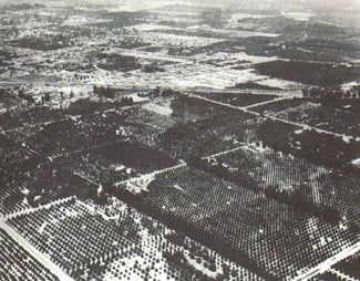 Aerial view of orchards and farmland arranged like the classic landscapes surrounding early Disneyland park grounds.