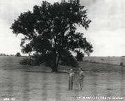 Fans stand in a scenic field by a towering tree, just steps from Walt Disney’s Hometown Museum, under dramatic cloudy skies.
