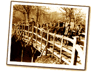 Vintage-style photo of guests on Pooh’s wooden bridge at Disney park, surrounded by trees, capturing the magic of Hundred Acre Wood.
