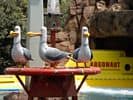Seagull statues perch on a red table at F.A. Photo Gallery, with a whimsical Yellow Submarine display setting the scene behind them.