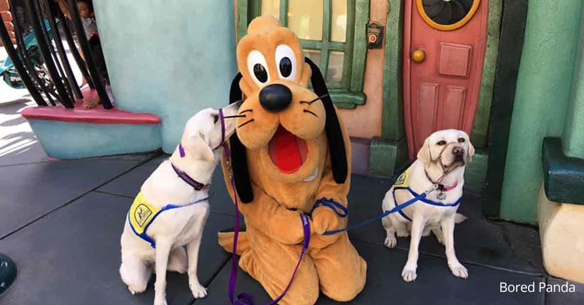 Service Dog Pluto
