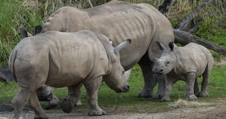 Mylo the White Rhino calf and two adults explore lush grass at the safari park, surrounded by scenic trees.