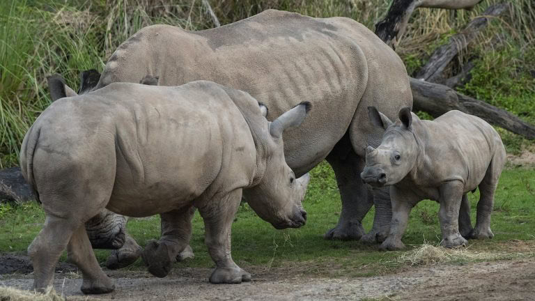 Mylo the White Rhino calf and two adults explore lush grass at the safari park, surrounded by scenic trees.