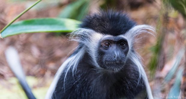 A close-up of a black-and-white colobus monkey with long white fur, just like those seen at Animal Kingdom in Disney World.
