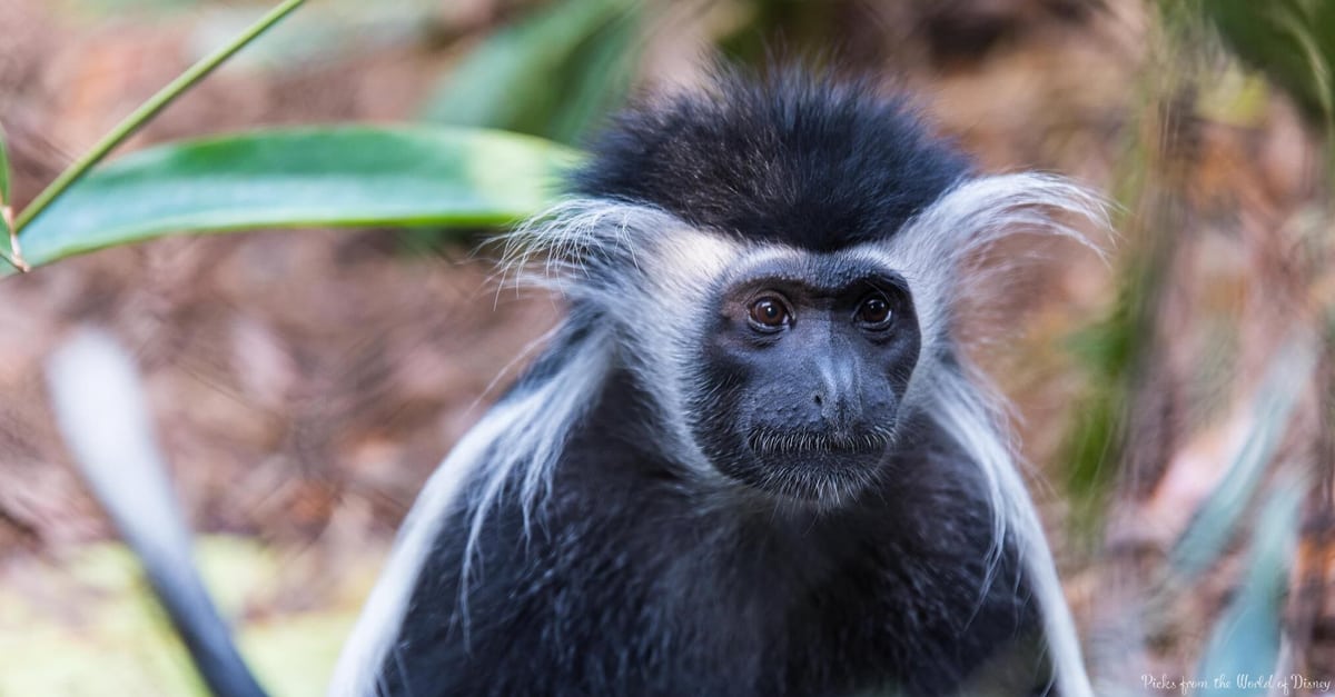 A close-up of a black-and-white colobus monkey with long white fur, just like those seen at Animal Kingdom in Disney World.