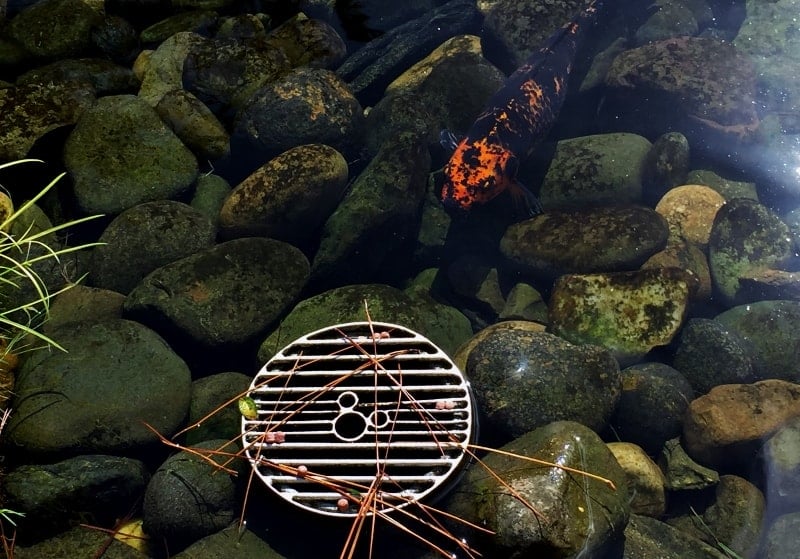 A striking black and orange koi glides by a metal drain and rocks in a clear pond—one of Disney World’s magical hidden spots.