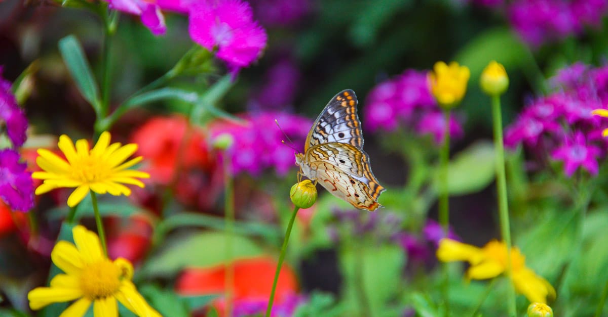 butterfly