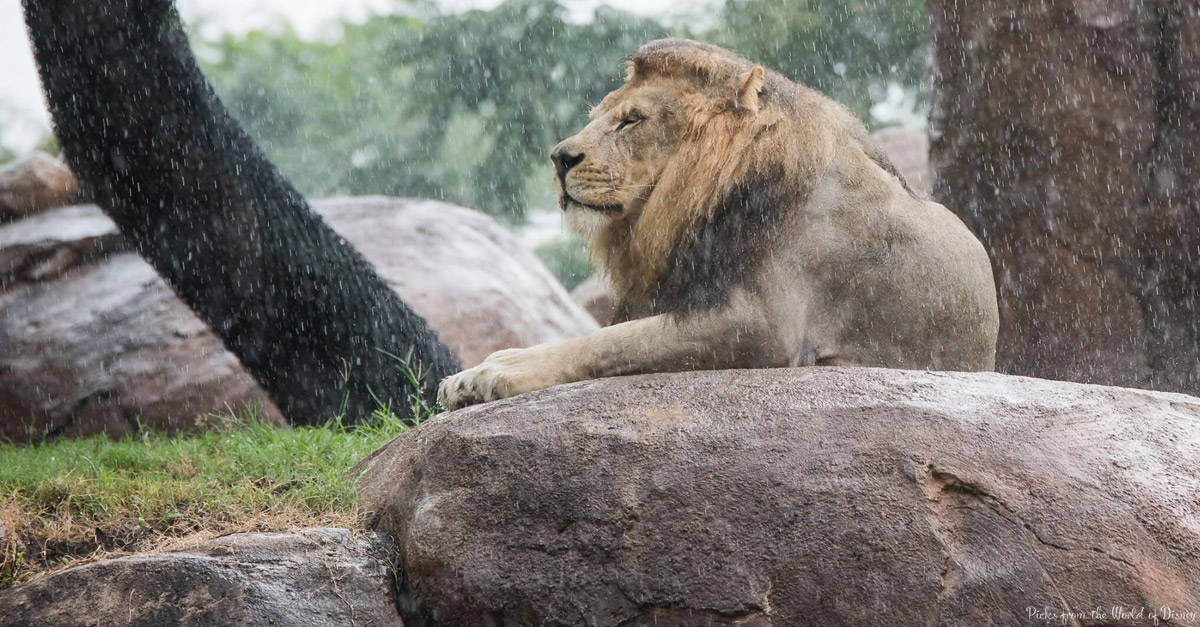 A lion sits majestically on a large rock in the rain, looking forward with a calm expression. The background shows blurred trees and other rocks, creating a natural habitat setting.