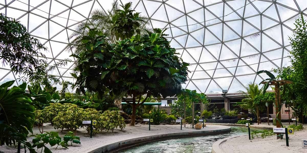 Journey through lush tropical foliage and winding streams inside EPCOT’s Living with the Land glass dome. Hidden Mickeys await!.