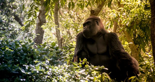A gorilla relaxes in sun-dappled jungle foliage, capturing the adventure of Animal Kingdom at Walt Disney World.