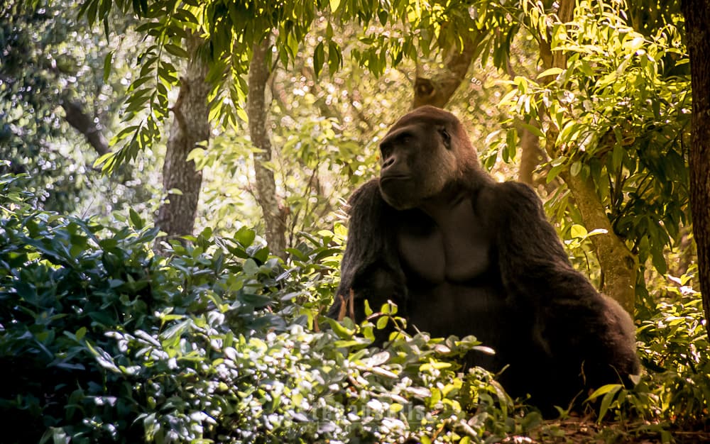 A gorilla relaxes in sun-dappled jungle foliage, capturing the adventure of Animal Kingdom at Walt Disney World.