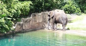 An elephant by a rocky ledge and bright blue pond, surrounded by greenery in Disney’s Animal Kingdom at Walt Disney World.