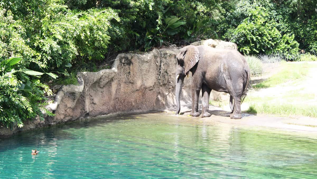 An elephant by a rocky ledge and bright blue pond, surrounded by greenery in Disney’s Animal Kingdom at Walt Disney World.